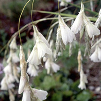 Dierama Plant - Argyreum