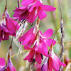 Dierama Plant - Blackberry Bells