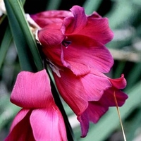 Dierama Plant - Blackbird