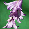 Dierama Plant - Blue Belle