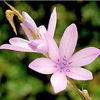Dierama Plant - Erectum