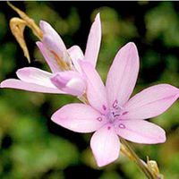 Dierama Plant - Erectum