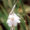 Dierama Plant - Guinevere