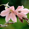 Dierama Plant - Igneum