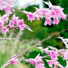 Dierama Plant - Pink Rocket