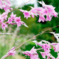 Dierama Plant - Pink Rocket