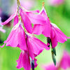 Dierama Plant - Reynoldsii