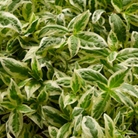 Diervilla sessilifolia Plant - Cool Splash