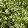 Diervilla sessilifolia Plant - Cool Splash® First Editions®
