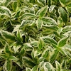 Diervilla sessilifolia Plant - Cool Splash® First Editions®