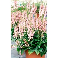 Digiplexis Plant - Berry Canary