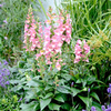 Digiplexis Plants - Berry Canary