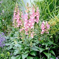 Digiplexis Plants - Berry Canary