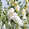 Digitalis heywoodii Plant - Silver Fox