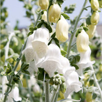 Digitalis heywoodii Plant - Silver Fox