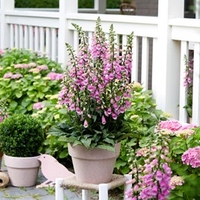 Digitalis Pink Panther