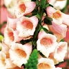 Digitalis Plant - Dalmatian Peach