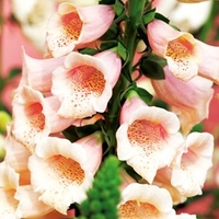 Digitalis Plant - Dalmatian Peach