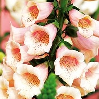 Digitalis Plant - Dalmatian Peach