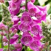 Digitalis Plant - Dalmatian Purple