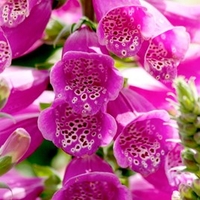Digitalis Plant - Dalmatian Purple