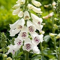 Digitalis Plant - Dalmatian White