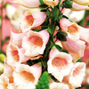 Digitalis Plant - Dalmation Peach