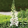 Digitalis Plant - Dalmation White