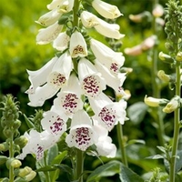 Digitalis Plant - Dalmation White
