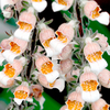 Digitalis Plant - Lanata Cafe Creme