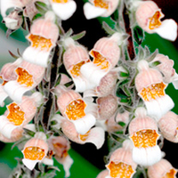 Digitalis Plant - Lanata Cafe Creme