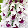 Digitalis Plant - Pam