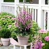 Digitalis Plant - Pink Panther