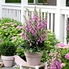 Digitalis Plant - Pink Panther