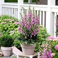 Digitalis Plant - Pink Panther