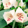 Digitalis Plant - Primrose Carousel