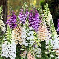 Digitalis Plants - Dalmatian