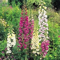 Digitalis Seeds - Excelsior Strain