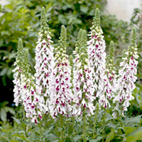 Digitalis Seeds - Pam