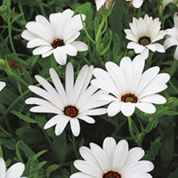 Dimorphotheca Seeds - White Lady