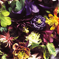 Dobies Flower Seed Collection - Cottage Garden