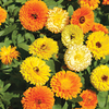 Dobies Flower Seed Collection - July-August