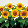 Dobies Value Flower Seed - Starter Pack for beginners