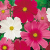 Dobies Value Flower Seed Collection - Bee Friendly