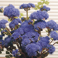 Dobies Value Flower Seed Collection - Cut Flower