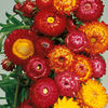 Dobies Value Flower Seed Collection - Dried Flower
