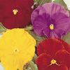 Dobies Value Flower Seed Collection - January-February