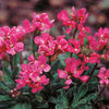 Dobies Value Flower Seed Collection - March-April