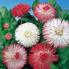 Dobies Value Flower Seed Collection - May-June