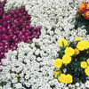 Dobies Value Flower Seed Collection - Scented
